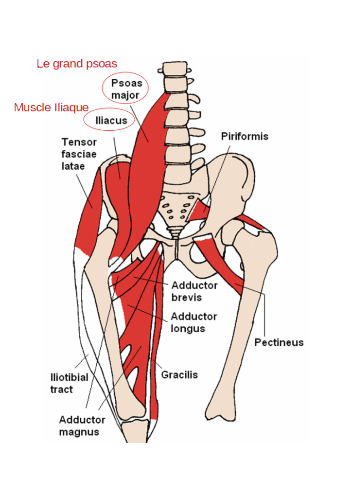 Localisation du psoas dans le corps.